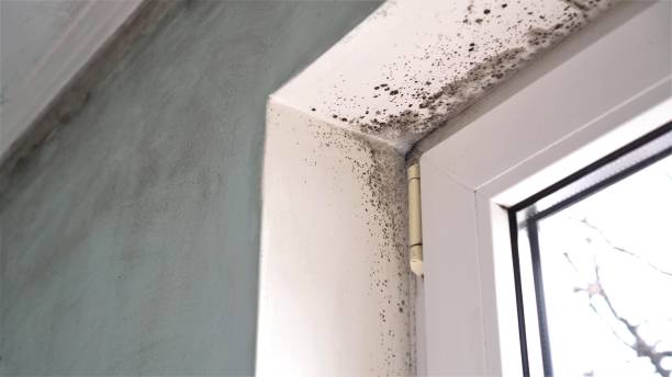Best Black Mold Removal  in Nettleton, MS