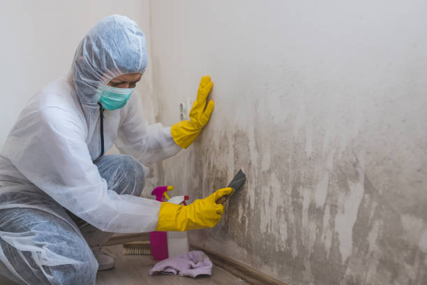Best Commercial Mold Removal  in Nettleton, MS