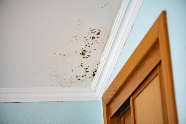 Best Mold Damage Repair  in Nettleton, MS