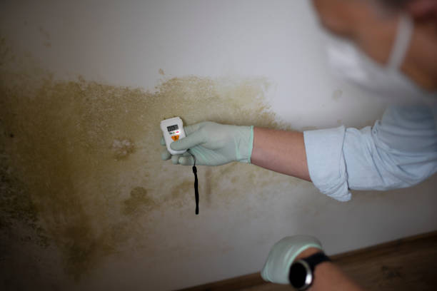 Best Certified Mold Removal  in Nettleton, MS
