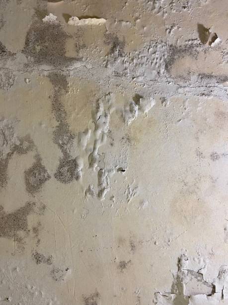 Best Same-Day Mold Removal  in Nettleton, MS