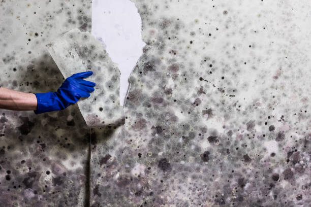 Best Mold Inspection  in Nettleton, MS