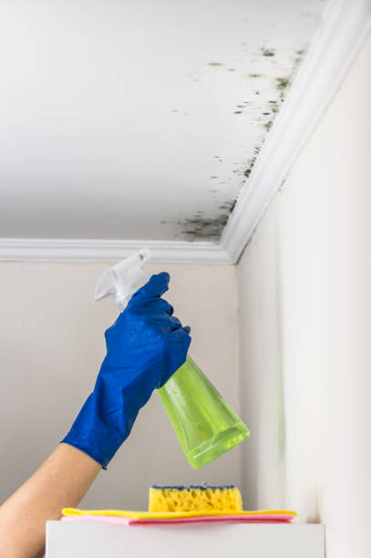 Best Residential Mold Removal  in Nettleton, MS