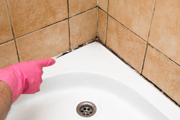 Professional Mold Removal in Nettleton, MS